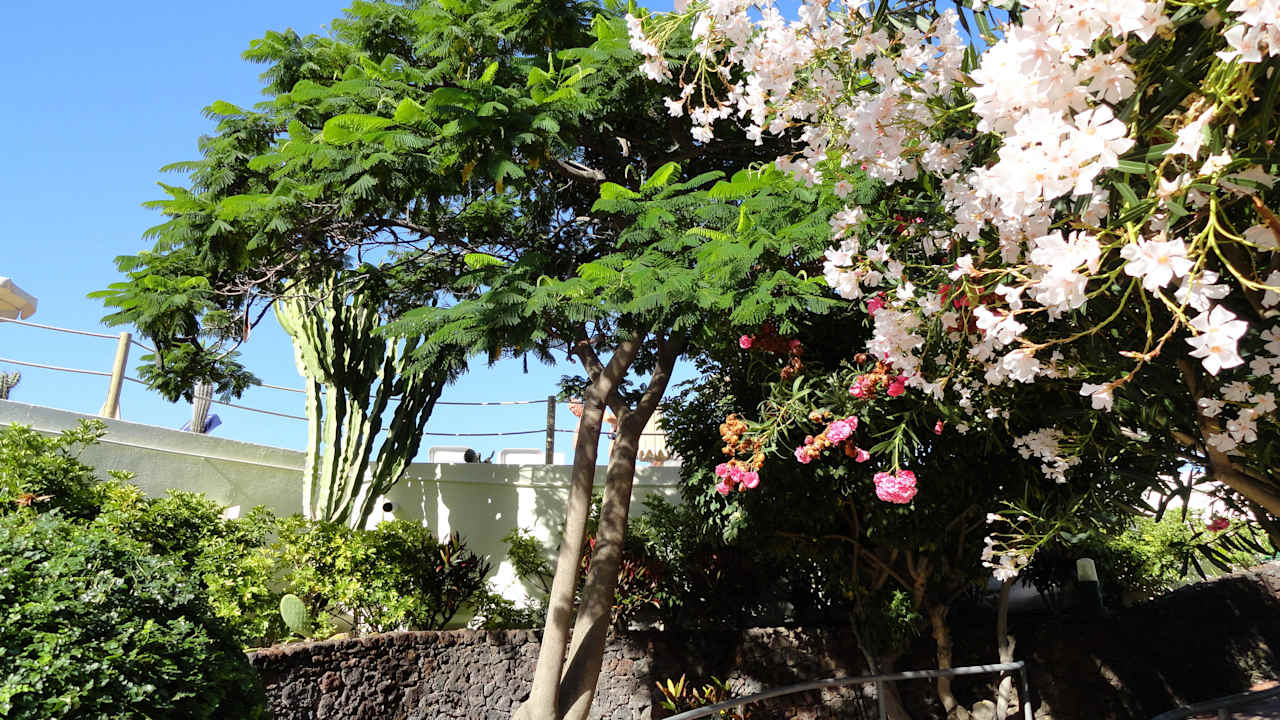 Hôtel H10 Las Palmeras - La Piscine  H10 Las Palmeras