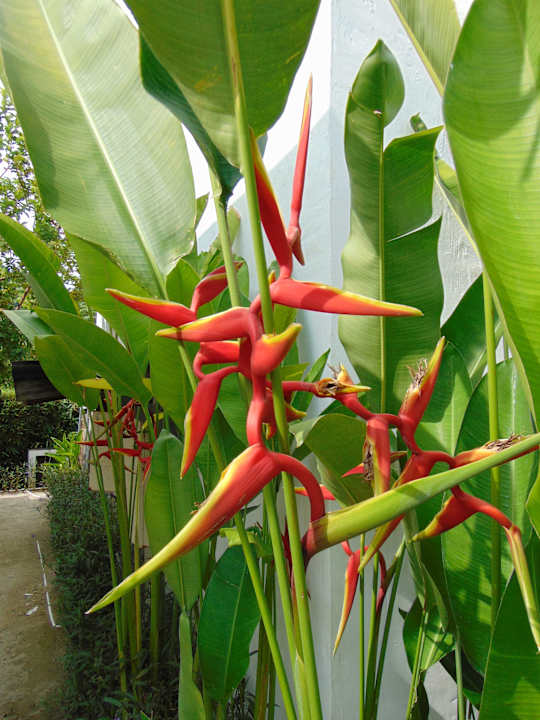 Gartenanlage Amber Lombok Beach Resort