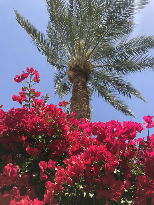 Gartenanlage Pickalbatros Dana Beach Resort - Hurghada