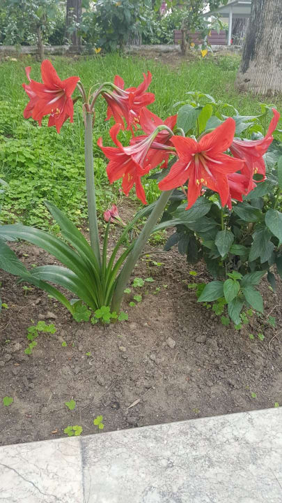 Gartenanlage Club Sidelya Hotel