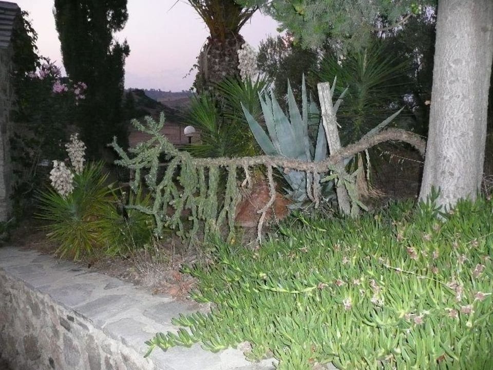 Pflanzen Hotel Geranion Village