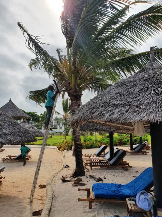 Gartenanlage Royal Zanzibar Beach Resort