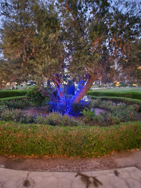 Gartenanlage Palm Royale Resort - Soma Bay