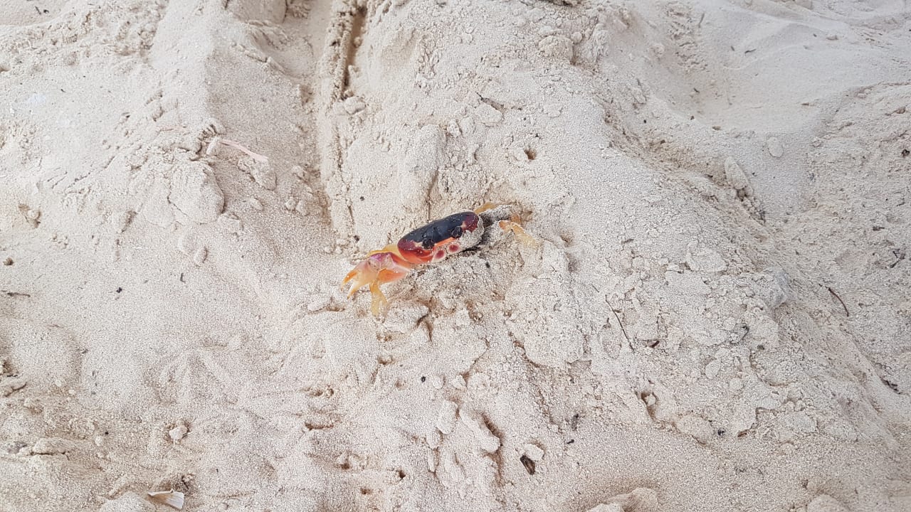 Strand Ocean Blue & Sand