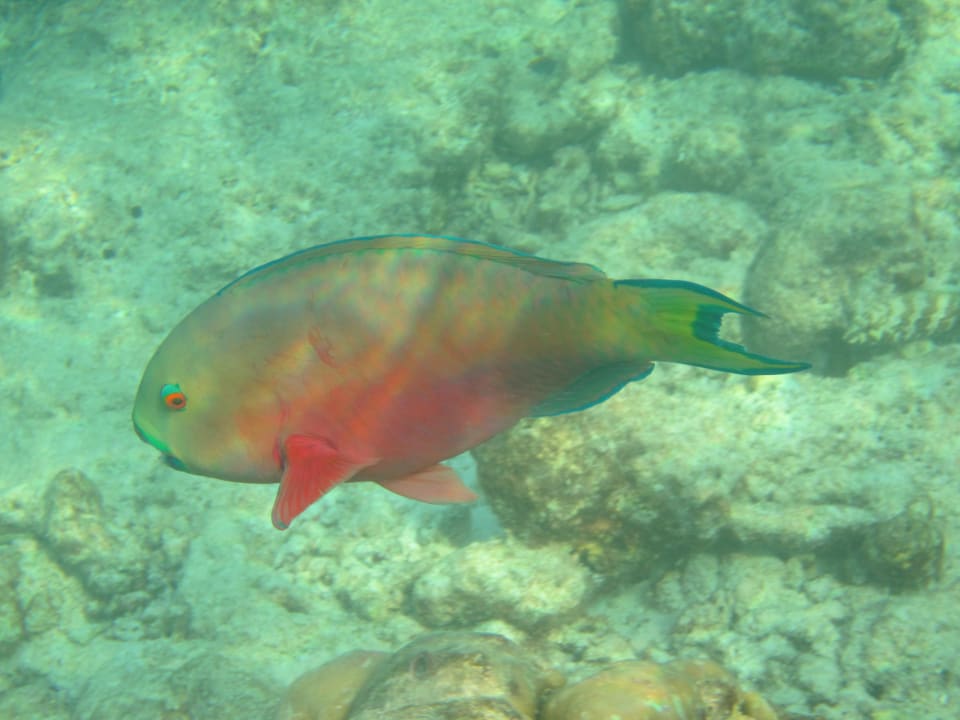 Papageienfisch Adaaran Select Hudhuran Fushi - Premium All Inclusive