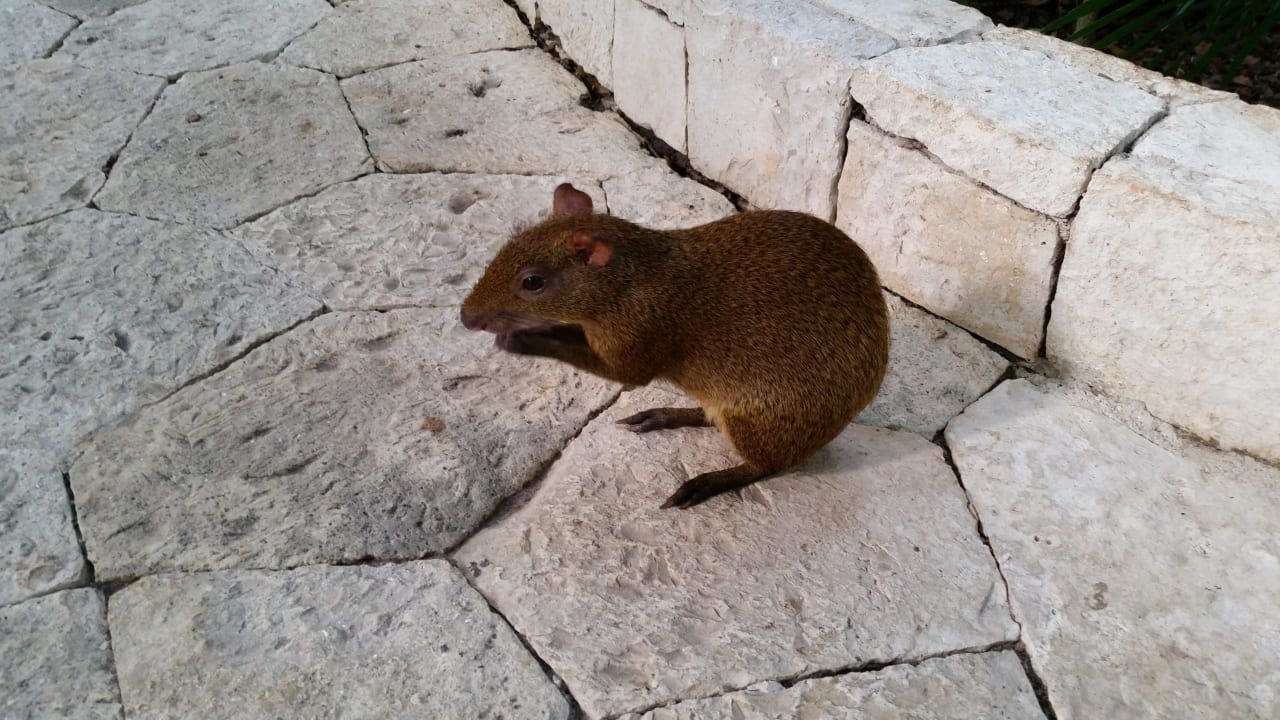 Oh wie niedlich Catalonia Royal Tulum Beach & Spa Resort - Adults only