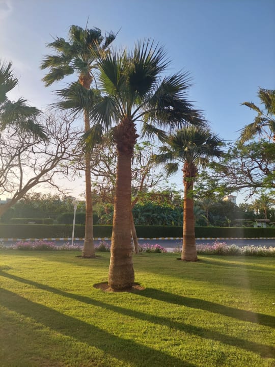 Gartenanlage Desert Rose