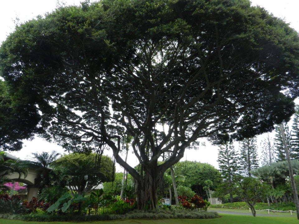 Baum vorm Eingang Hotel The Ritz-Carlton Kapalua