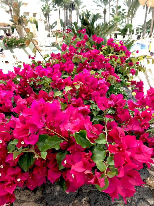 Gartenanlage Hotel Riu Palace Tres Islas