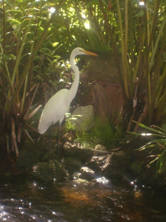 Vogel Hotel Grand Palladium Palace Resort, Spa & Casino