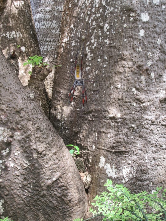 Große Spinne Baobab Beach Resort & Spa