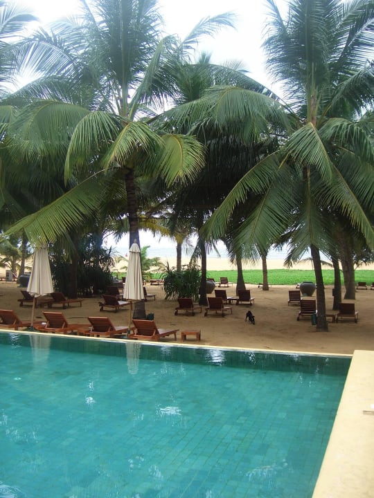 Pool. Hotel Jetwing Beach