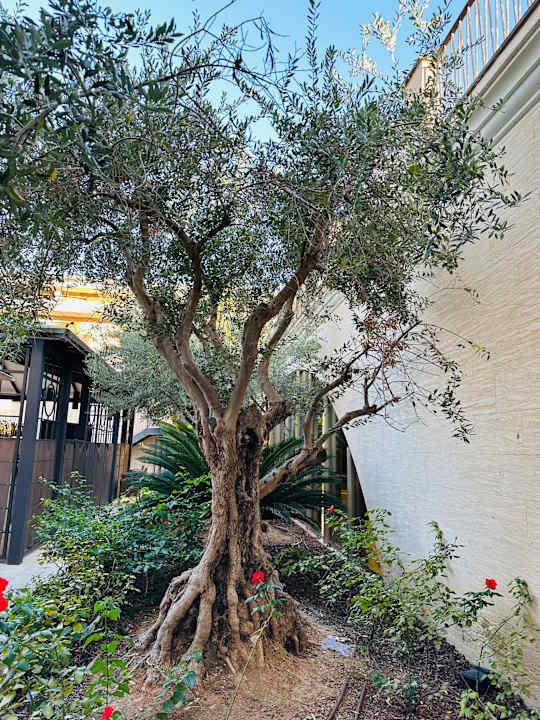 Außenansicht Grupotel Playa de Palma Suites & Spa