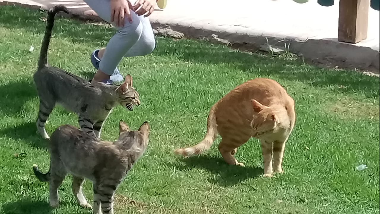 Fuetterungsstation neben dem Kids Club Pickalbatros Alf Leila Wa Leila Resort - Neverland Hurghada