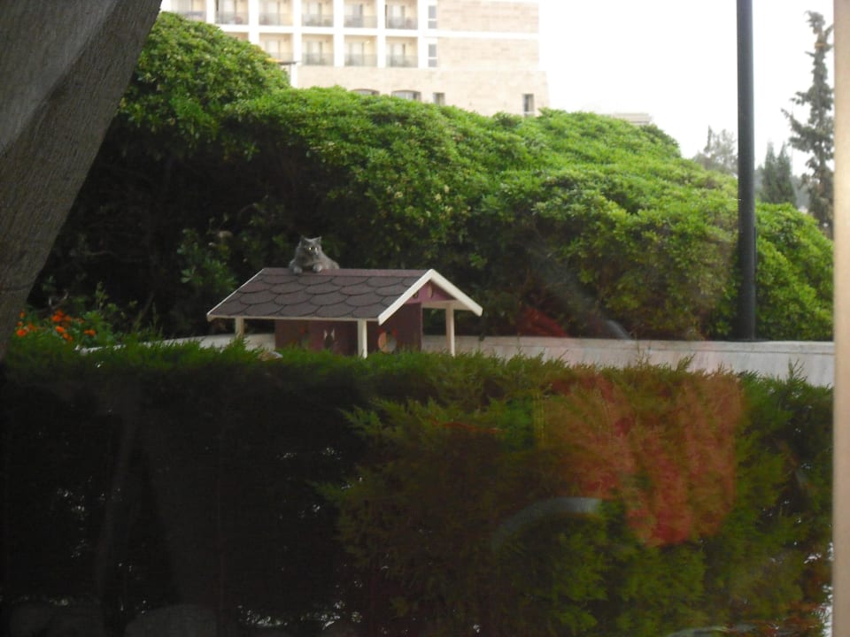 Katzenhaus Side Star Elegance