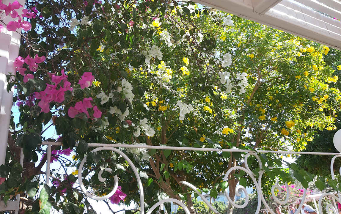 Ausblick Desert Rose