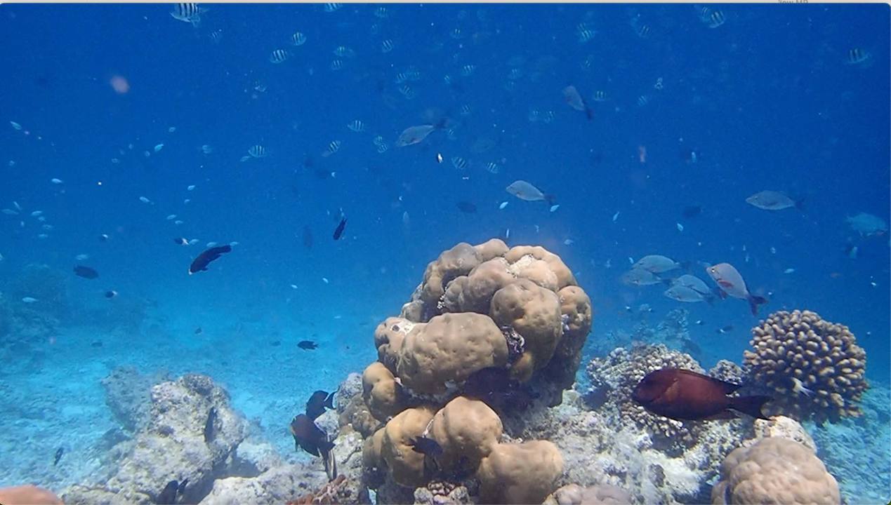 Sonstiges Vilamendhoo Island Resort & Spa