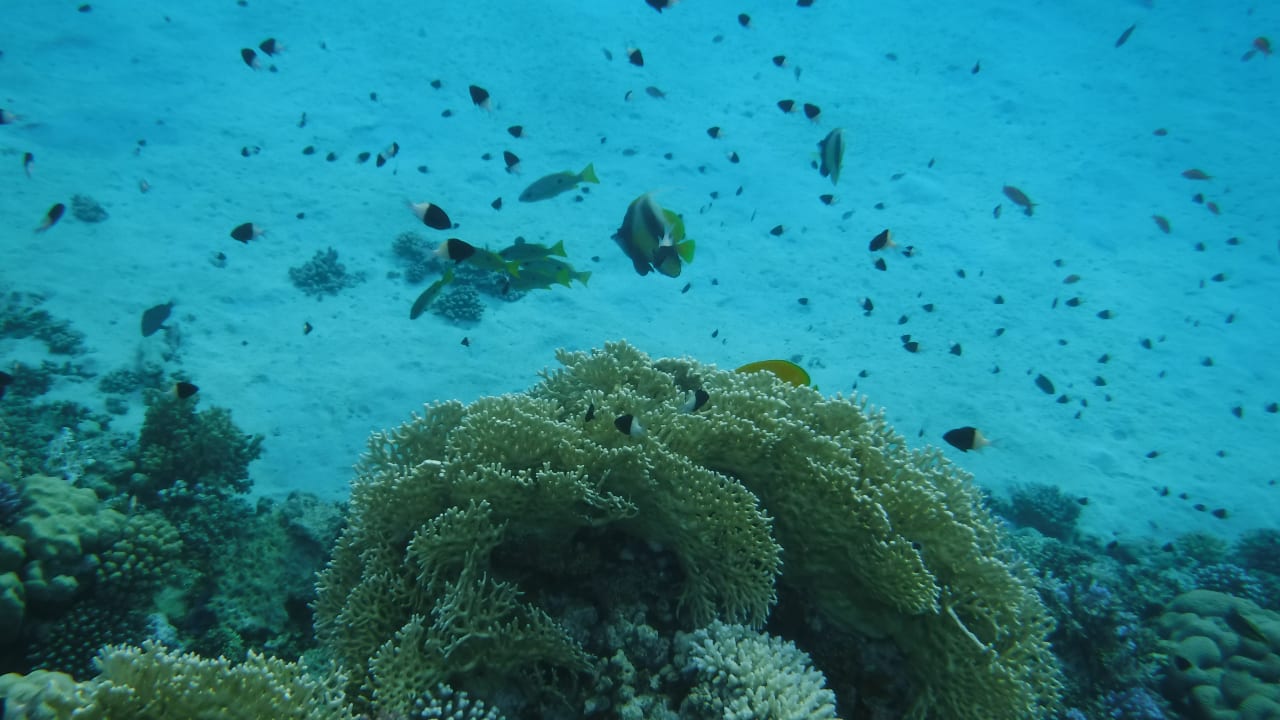 Sport & Freizeit Malikia Resort Abu Dabbab