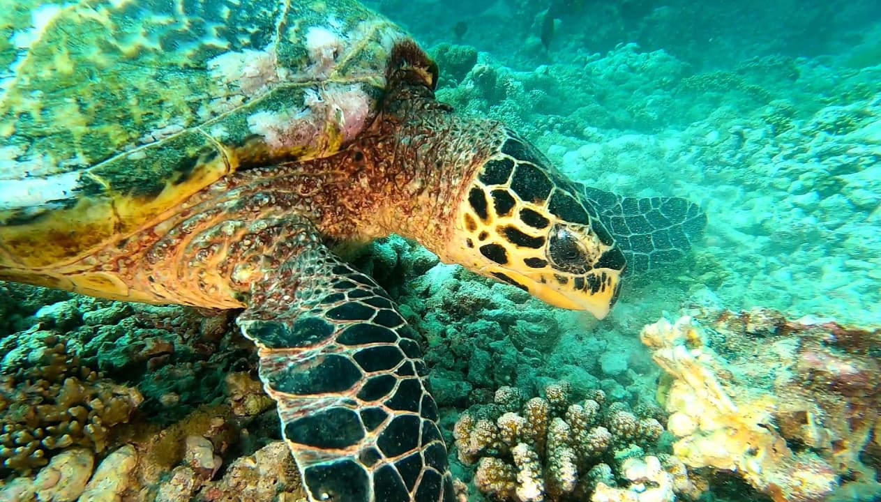 Strand Summer Island Maldives