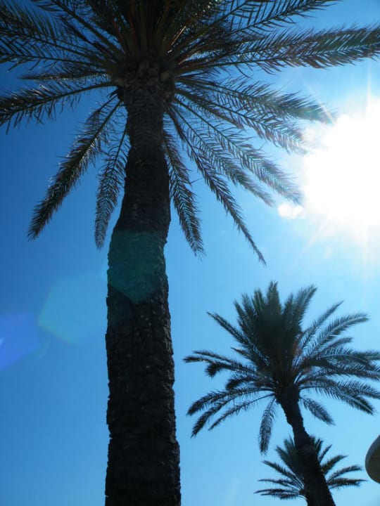 Palmen im Garten  Hotel El Mouradi Mahdia