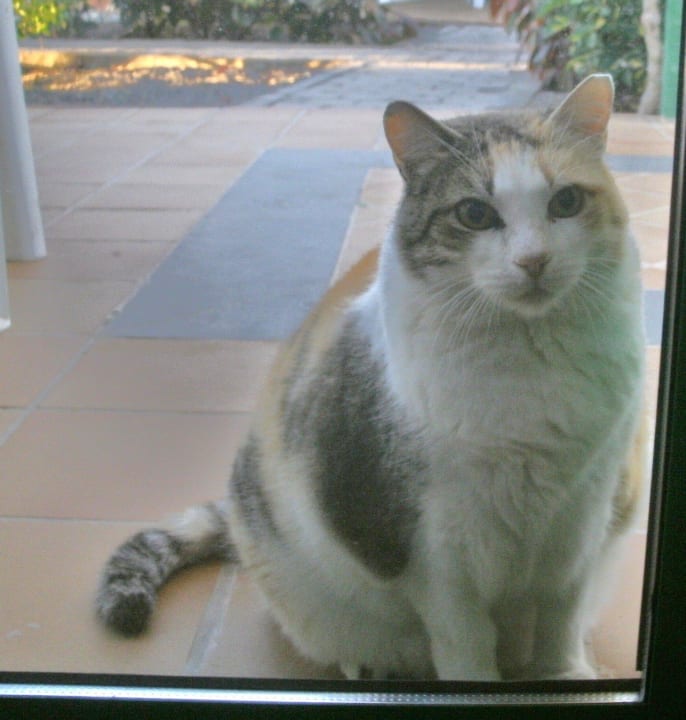 "Dickibär" unser fröhlicher Freund Bungalows Cordial Sandy Golf