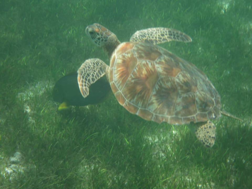 Wasserschildkröte Kuredu Island Resort & Spa