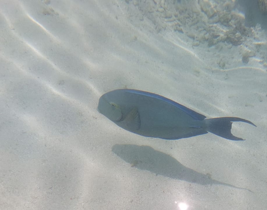 Strand Kuramathi Maldives