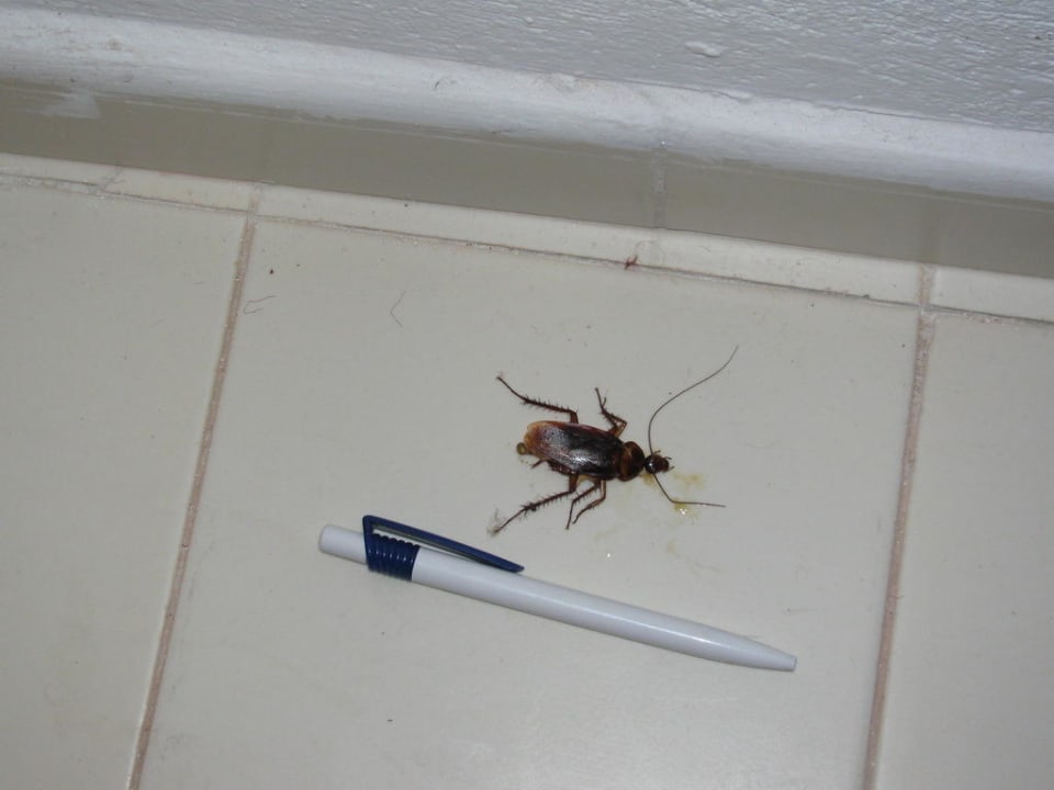 Sąsiad spod łóżka Samira Club