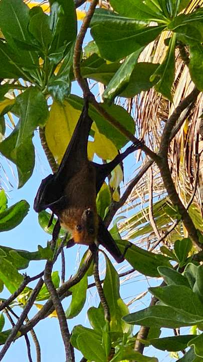 Gartenanlage Adaaran Select Meedhupparu Island Resort - Premium All Inclusive