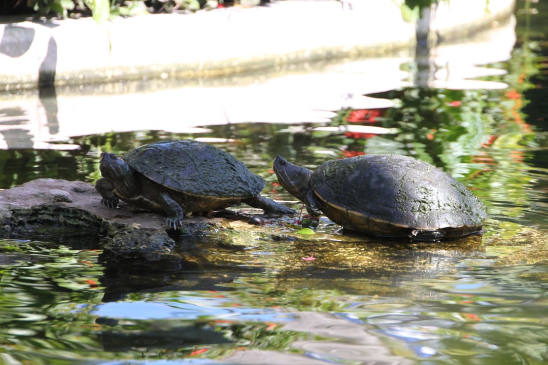 Turtles Grand Palladium Select Bávaro Resort & Spa