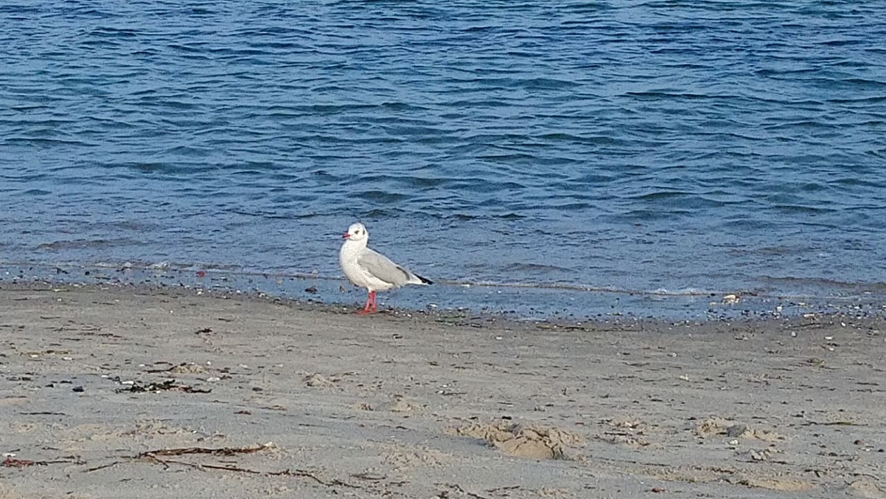 Strand Ferienhauspark Asgard in Damp