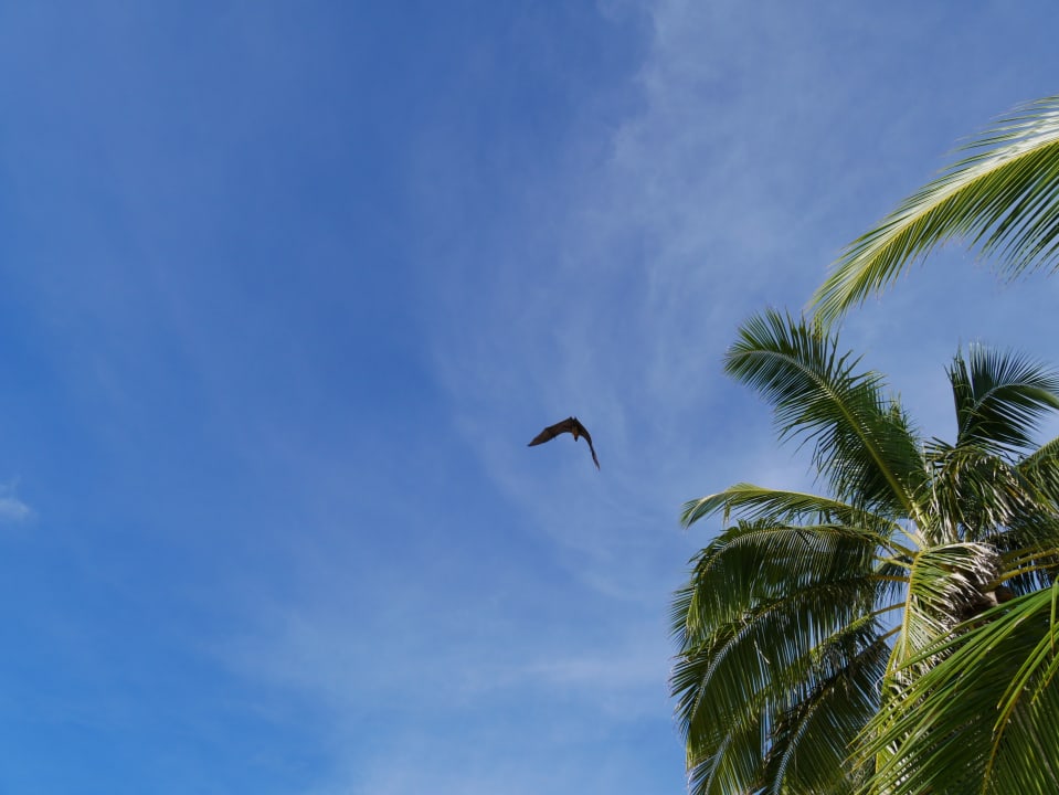 Gartenanlage Summer Island Maldives