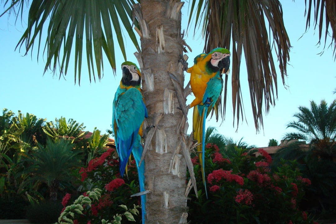 Die zwei Freunde Hotel Costa Caribe Beach