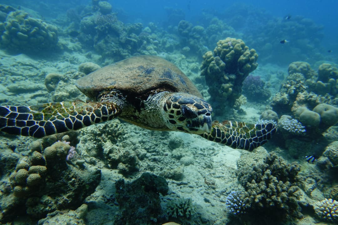 Sport & Freizeit Lahami Bay Beach Resort