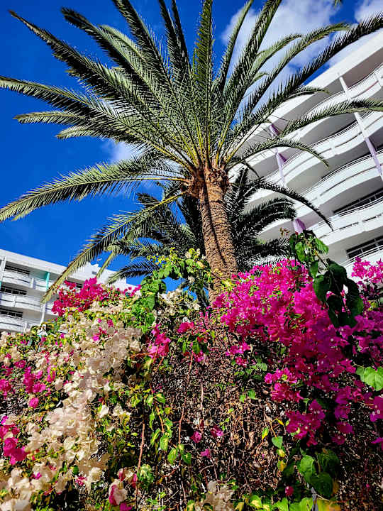 Gartenanlage Abora Buenaventura by Lopesan Hotels