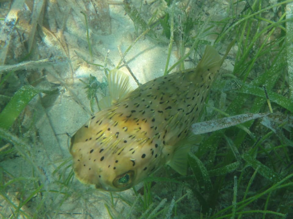 Kugelfisch im Seegras Hotel Riu Negril
