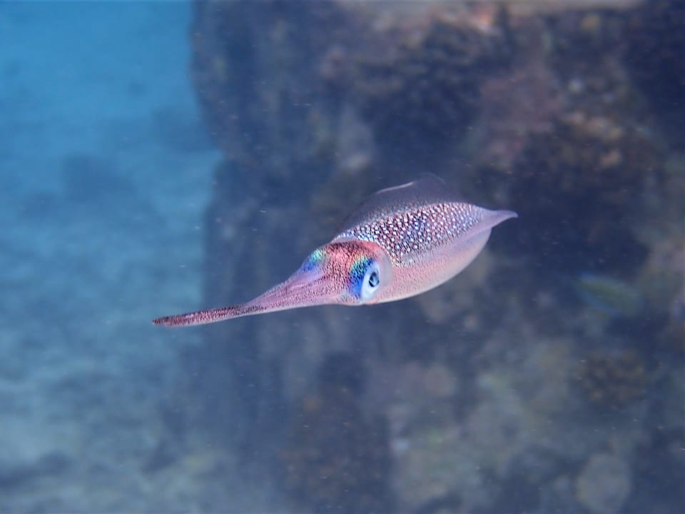 Sport & Freizeit NH Collection Maldives Reethi Resort