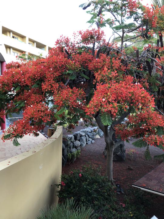 Gartenanlage Iberostar Waves Gaviotas Park