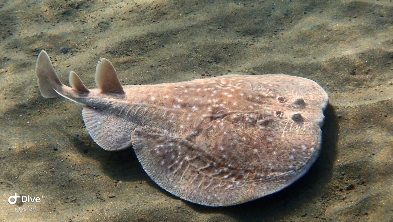 Sport & Freizeit  Shams Alam Beach Resort