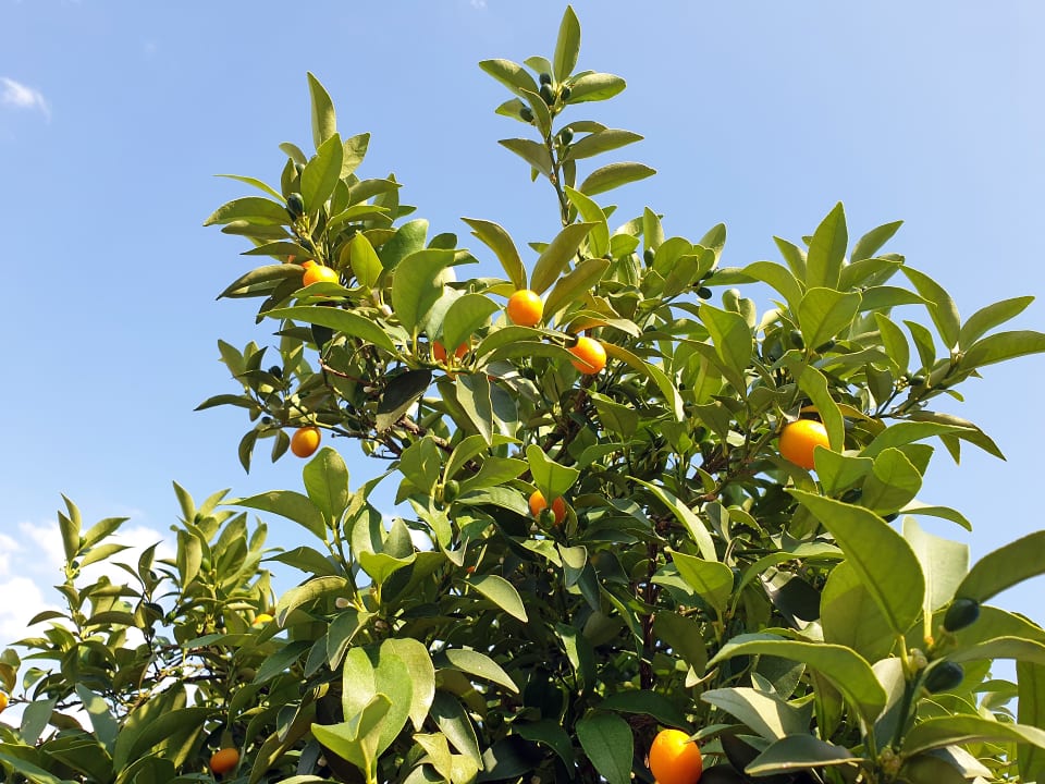 Gartenanlage Hotel Lisetta