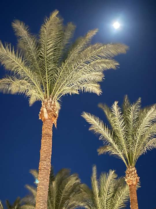 Gartenanlage Jaz Makadi Oasis Resort