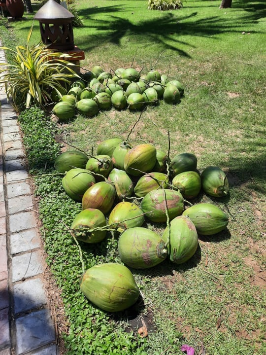 Gartenanlage Pandanus Resort