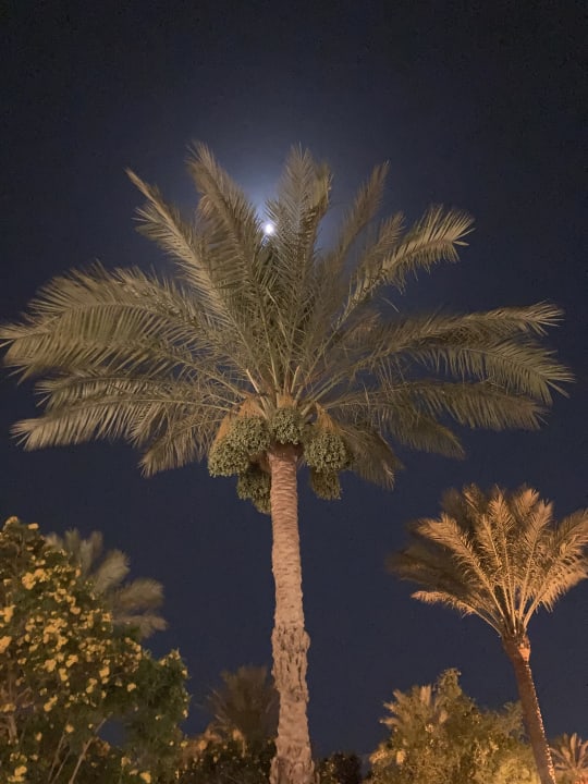 Ausblick Desert Rose