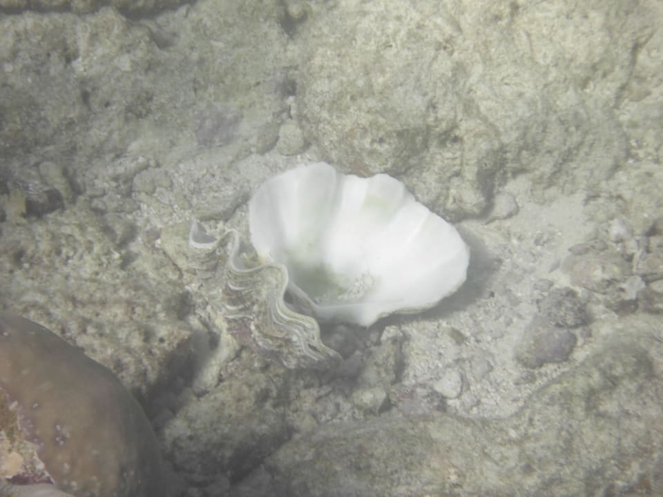 Schnorcheln Kuramathi Maldives