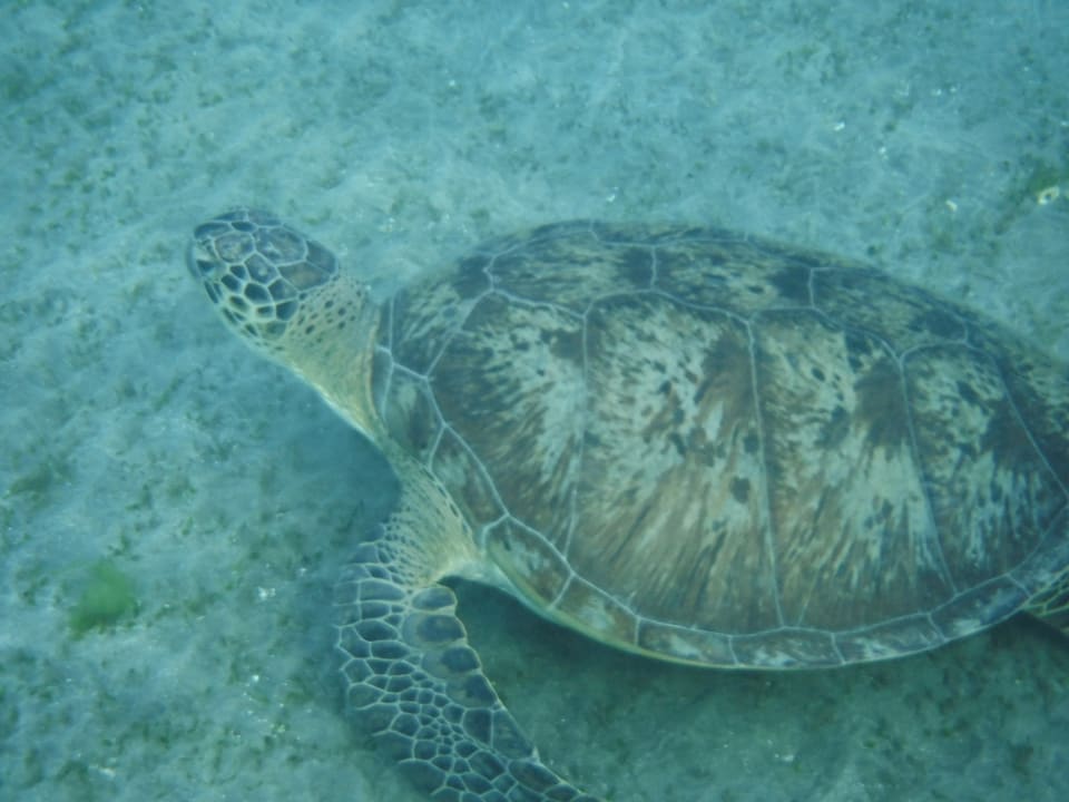 Strand Malikia Resort Abu Dabbab