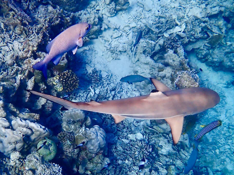 Sonstiges Vilamendhoo Island Resort & Spa