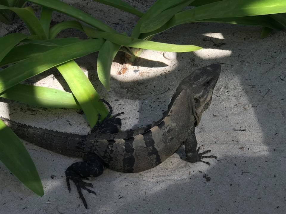 Gartenanlage Akumal Bay Beach & Wellness Resort