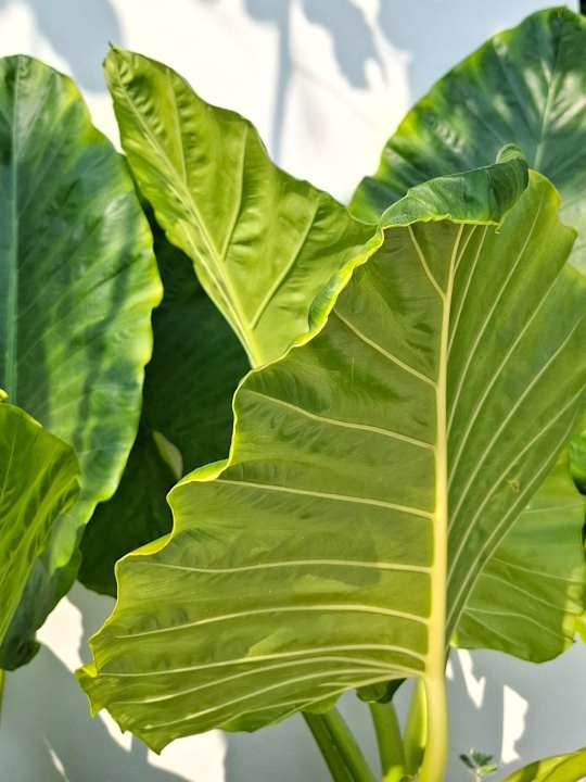 Gartenanlage Pichcha Kohlarn