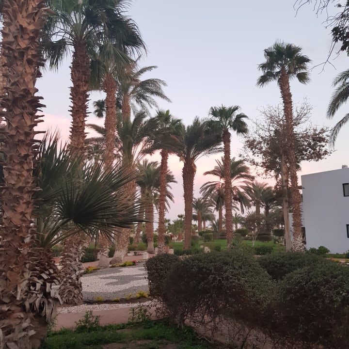Palmengarten  Lotus Bay Beach Resort