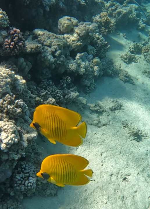 Strand Stella Beach Resort & Spa Makadi Bay